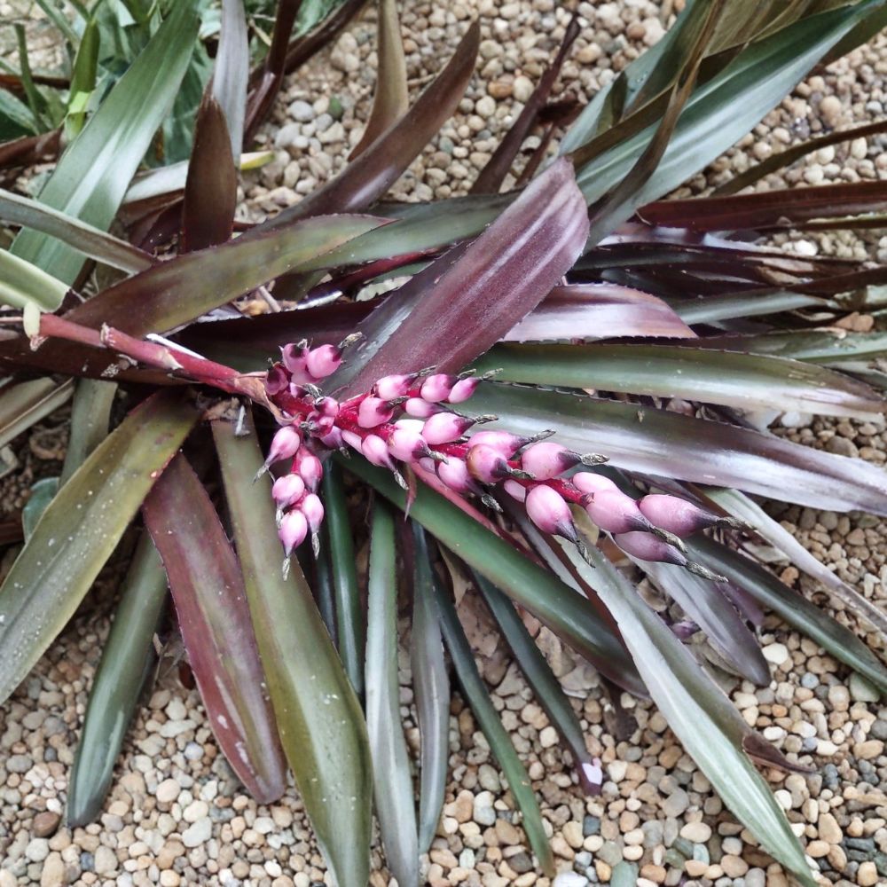 Aechmea ‘Burgundy’ Bromeliad – Live Rooted Plant | Bare Root | Tropical Houseplant | Burgundy Foliage | Easy to Grow