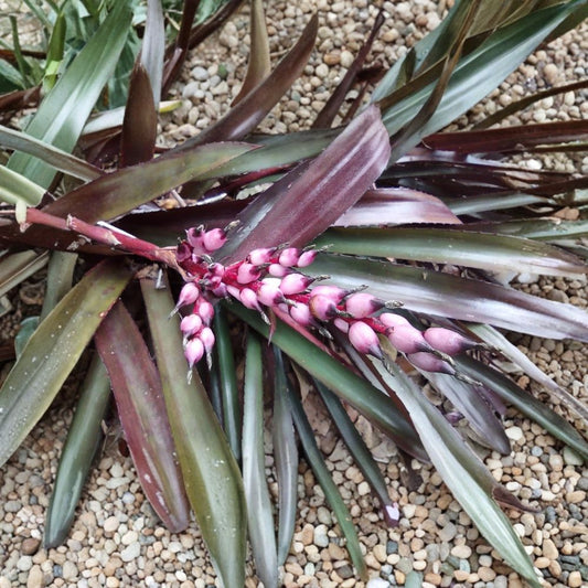 Aechmea ‘Burgundy’ Bromeliad – Live Rooted Plant | Bare Root | Tropical Houseplant | Burgundy Foliage | Easy to Grow