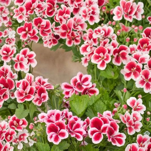 Martha Washington Geranium Seeds – 25+ Regal Pelargonium Flower Seeds | Elegant Garden Blooms | Patio & Container Flowers | Easy to Grow