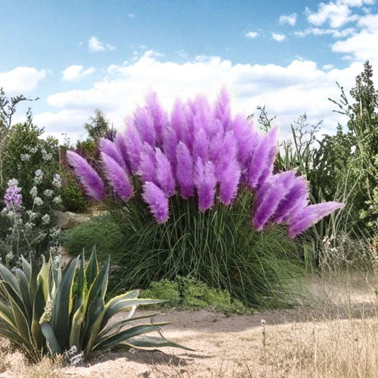 Purple Pampas Grass – Cortaderia selloana Live Plugs | Set of 4 | Ornamental Grass | Hardy Landscape Plant