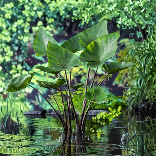 Tea Cup Colocasia Live Plant – Elephant Ear | 3–5 Inch Starter | Cupped Tropical Foliage | Ornamental Tropical Perennial | Ships Without Pot | Container & Garden Friendly