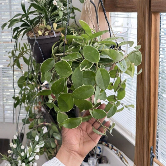 Hoya Krimson Queen Live Plant – Variegated Wax Plant | 1 Live Rooted Houseplant | Trailing Indoor Tropical Plant | Easy Care