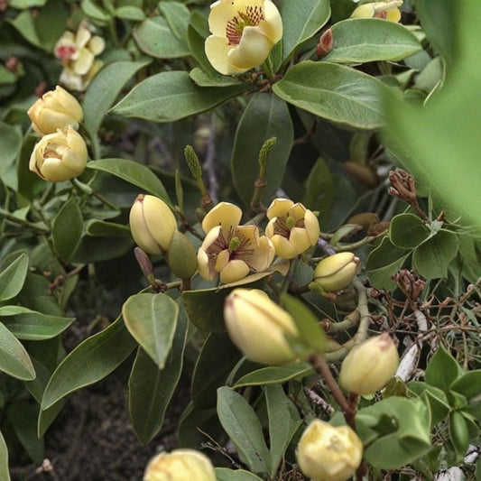 Banana Shrub – Michelia figo Live Plant | 8–12 Inches Tall | 4 Inch Pot | Fragrant Banana-Scented Flowers | Evergreen Flowering Shrub | Magnolia Family | Zones 7–10