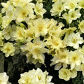 Rhododendron ‘Patty Bee’ Live Evergreen Shrub | Dwarf Yellow Blooming Rhododendron | Award Winning Cold Hardy Plant | #1 Container Grown