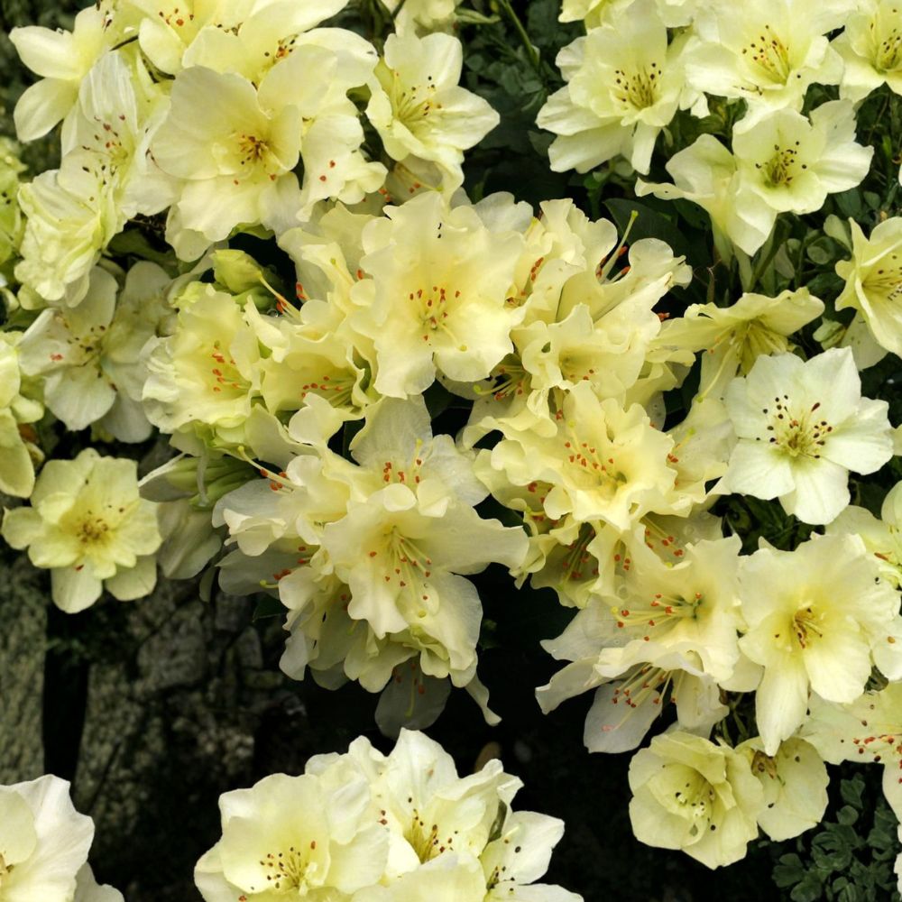 Rhododendron ‘Patty Bee’ Live Evergreen Shrub | Dwarf Yellow Blooming Rhododendron | Award Winning Cold Hardy Plant | #1 Container Grown