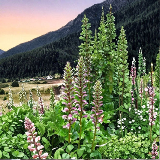 Bear's Breeches Live Plant – Acanthus mollis | Purple & White Flowering Perennial | Shade Garden Plant | Ornamental Foliage