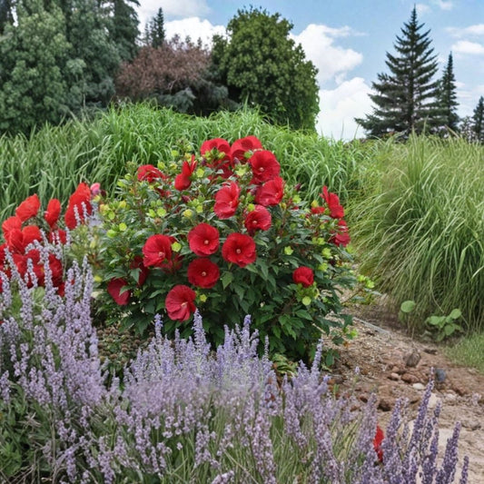 Cranberry Hibiscus Live Plants – Set of 4 | 4–6 Inch Starter Plants | Red Flowering Tropical Hibiscus | No Pot | Garden & Patio Plant