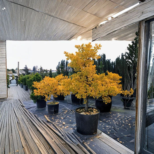 Ginkgo biloba ‘Jade Butterflies’ – Broad Upright Ginkgo Tree | Compact Male Ginkgo | 6" Container Plant
