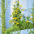 Carolina Jessamine Plants – Gelsemium sempervirens | 25 Live Vines in 3.5" Pots | Yellow Flowering Jasmine | Outdoor Climbing Vine