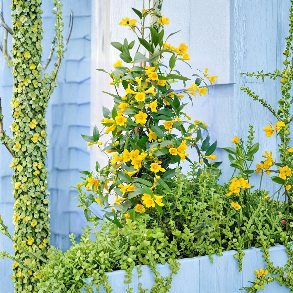 Carolina Jessamine Plants – Gelsemium sempervirens | 25 Live Vines in 3.5" Pots | Yellow Flowering Jasmine | Outdoor Climbing Vine