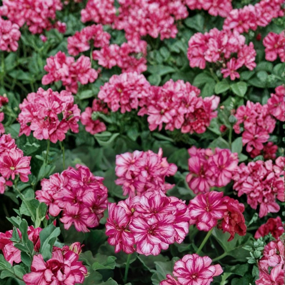 Precision Burgundy Ice Ivy Leaf Geranium Seeds – 25+ Trailing Pelargonium Seeds | Hanging Basket Flowers | Burgundy & White Blooms | Easy to Grow