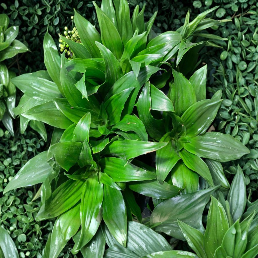 Janet Craig Compacta – Dracaena fragrans 'Compacta' Live Bare Root Plant | Easy-Care Houseplant | Terrarium Plant | Air Purifying