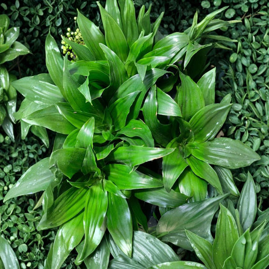 Janet Craig Compacta – Dracaena fragrans 'Compacta' Live Bare Root Plant | Easy-Care Houseplant | Terrarium Plant | Air Purifying