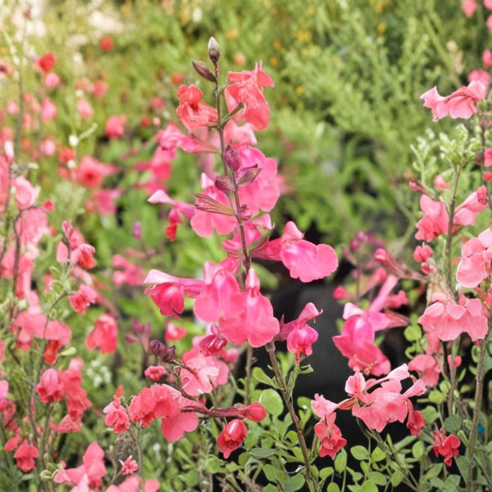 Lipstick Salvia Greggi Live Plant | 1 Gallon Fully Rooted | Red Flowering Perennial | Hummingbird & Butterfly Friendly | Easy to Grow