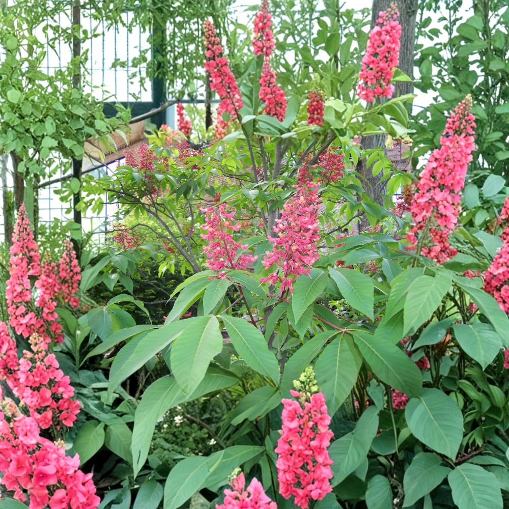 Red Buckeye Tree – Live Native Flowering Shrub Tree | 1 Gallon Pot Plant | Aesculus pavia | Hummingbird Friendly Landscape Plant