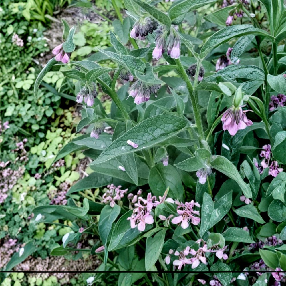 Russian Comfrey Root Cuttings | 5 Live 1–3 Inch Root Cuttings | Easy to Grow Perennial Herb | Garden & Pollinator Friendly