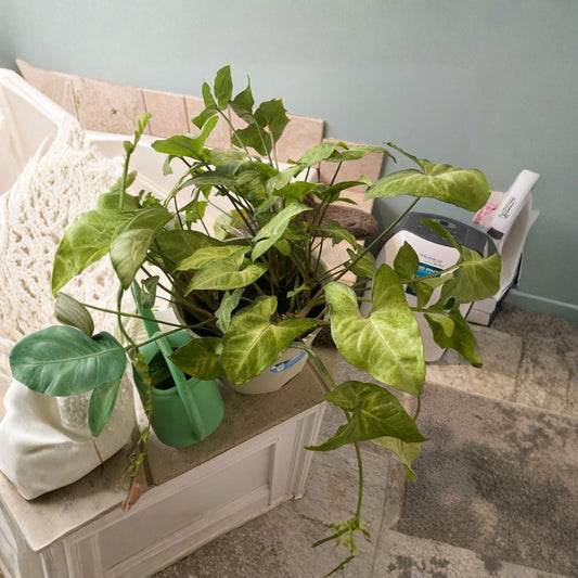 Arrowhead Plant – Syngonium podophyllum Live Bare Root Plant | Goosefoot Houseplant | Easy Care Indoor Plant | Air Purifying