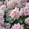 Rhododendron ‘Cunningham’s Blush’ – Evergreen Rhododendron | Pale Pink White Blooms | 15–18 Inch Field Grown Plant | Cold Hardy Shrub