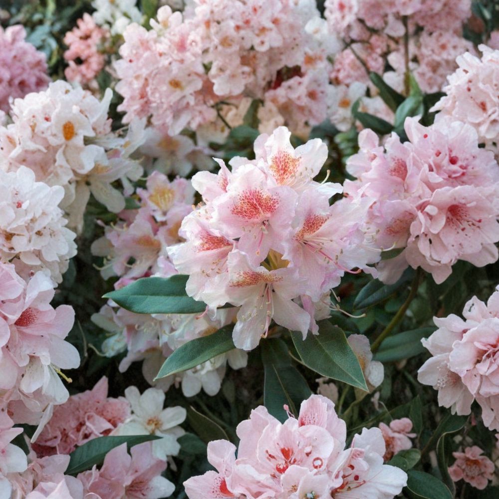 Rhododendron ‘Cunningham’s Blush’ – Evergreen Rhododendron | Pale Pink White Blooms | 15–18 Inch Field Grown Plant | Cold Hardy Shrub