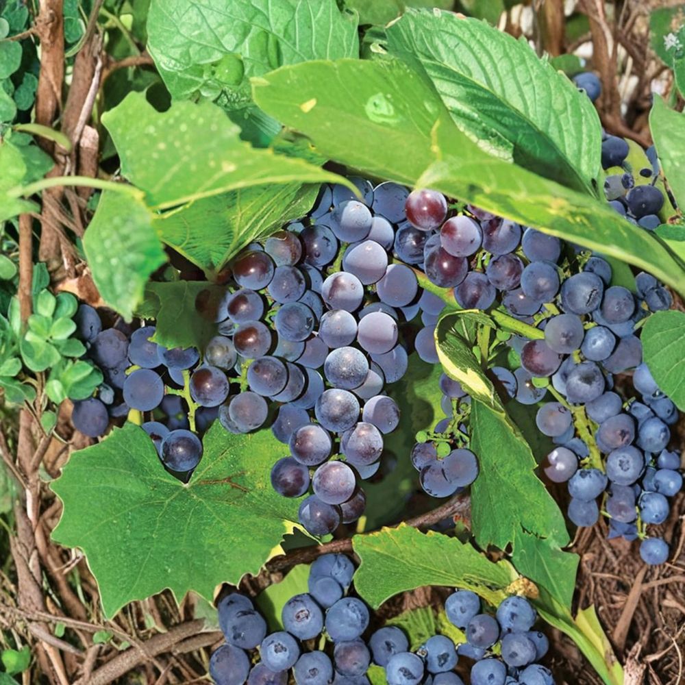 5 Seedless Concord Grape Cuttings – Vitis labrusca Live Propagation Cuttings | Sweet Seedless Juice & Table Grape | Easy Home Growing | US Seller