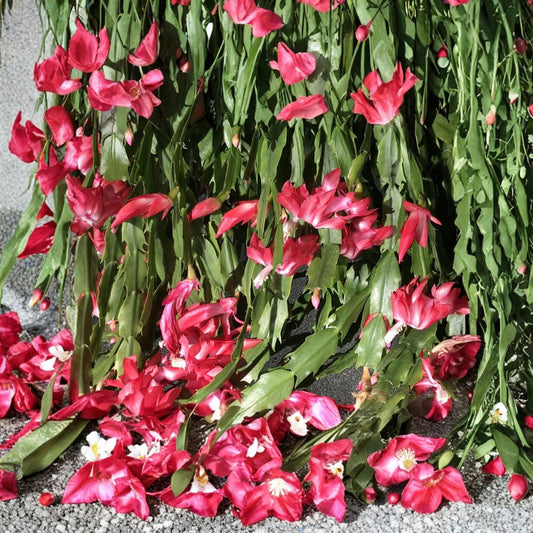 Christmas Cactus – Schlumbergera buckleyi Fresh Cuttings | Set of 6 | Minimum 4 Segments Each | Holiday Cactus | Easy to Grow