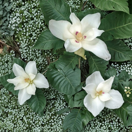 Big Leaf White Magnolia Sapling LIVE Plant Bare Root | 2 Ft Plant | Large Leaf Magnolia Tree | Garden & Yard Flowering Tree