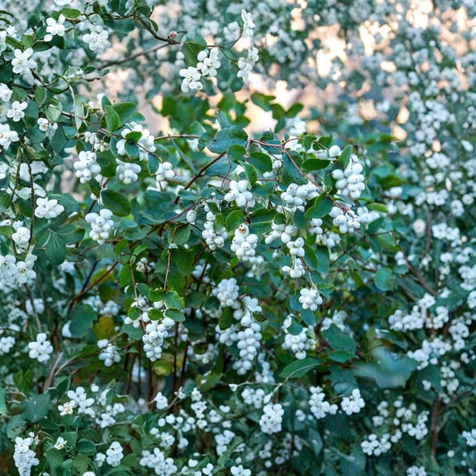 Snowberry Live Shrub Plants – Symphoricarpos albus | 3 Seedlings | 1–2 Year Old Plants | Full Sun | Native Garden Shrub | Outdoor Landscape Plant
