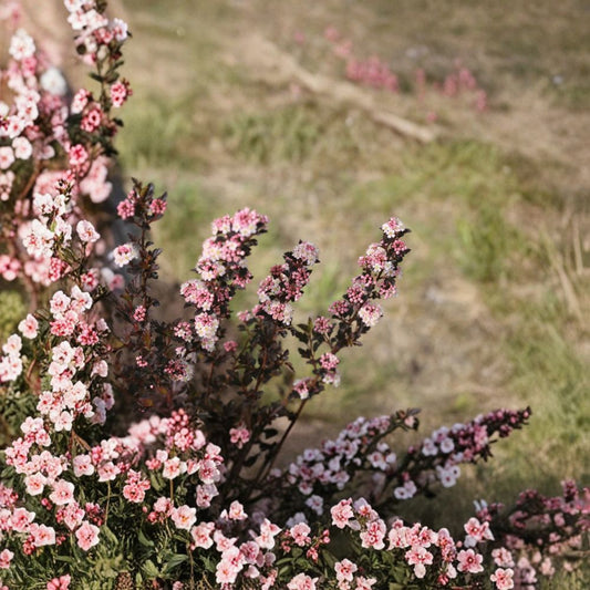 Tiny Wine® Ninebark – Live Dwarf Flowering Shrub | 4 Inch Pot Plant | Dark Foliage Physocarpus | Compact Landscape Shrub