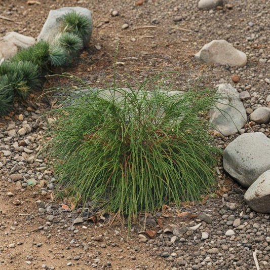 Thuja ‘Whipcord’ – Dwarf Weeping Western Red Cedar | Curly Evergreen Conifer | #1 Container Plant