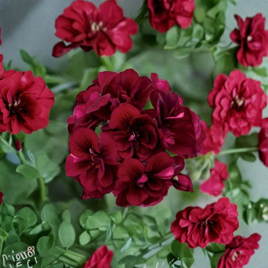 Dark Burgundy Geranium Seeds – 10 Seeds Included | Zonal Pelargonium | Rich Red Blooms | Container & Hanging Basket Flowers | Easy to Grow