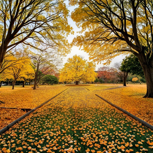 Japanese Ginkgo Tree – Ginkgo biloba Live Plant | Includes Nursery Pot Hardy Ornamental Tree | Golden Fall Foliage | 银杏 銀杏 イチョウ