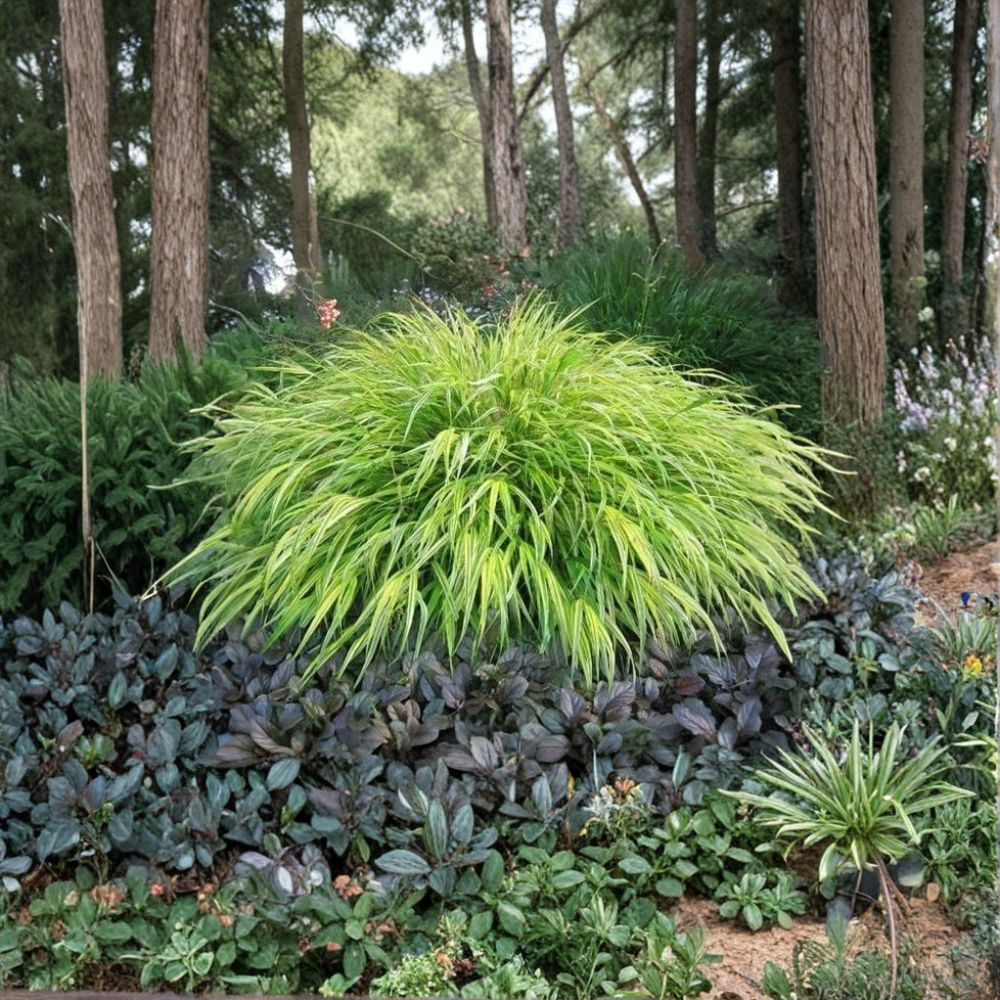Aureola Japanese Forest Grass Live Starter Plant | Hakone Grass | Bare Root Starter | Variegated Ornamental Grass | Shade Garden Friendly | Easy to Grow