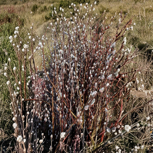 Japanese Pussy Willow – Salix chaenomeloides Live Plant Cuttings | 10 Unrooted Cuttings | Early Flowering Willow | Easy to Root