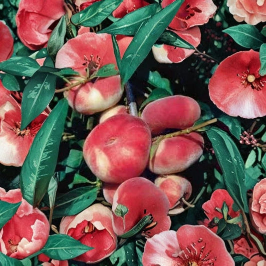 Donut White Peach Tree – Prunus persica Live Fruit Plant | 4–5 Feet Tall | Potted Peach Tree | White-Fleshed Fruit | Backyard Orchard | Garden & Patio Friendly
