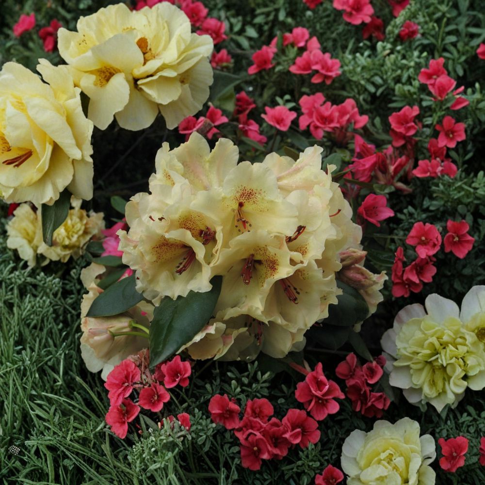 Rhododendron ‘Viscy’ Live Evergreen Shrub | Ruffled Yellow Blooms with Red Freckles | Compact Hardy Rhododendron | Field Grown 12–15 Inches Wide