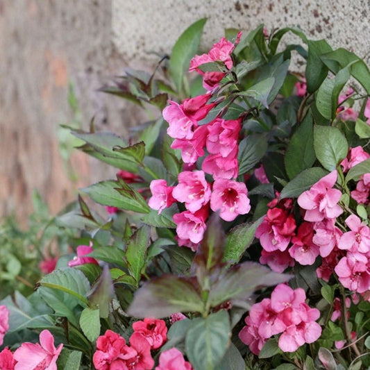 Pink Weigela Live Plants – Set of 2 | 6–12 Inch Tall | 4 Inch Pots | Florida Weigela | Flowering Shrub | Hummingbird Garden Plant