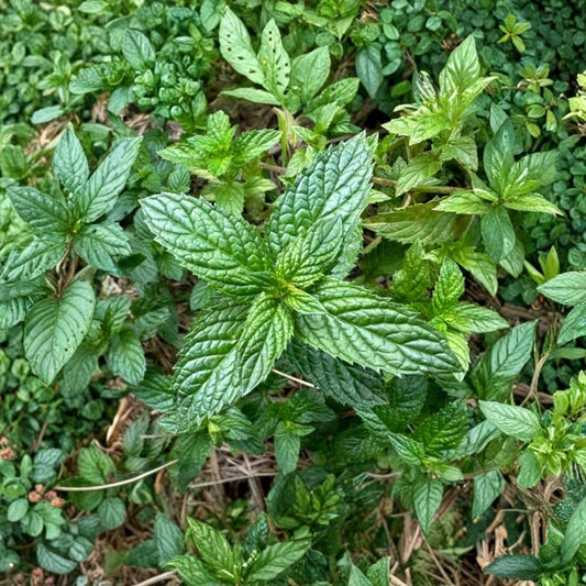 Peppermint Live Plants – Set of 4 | 3–6 Inch Tall | Mentha × piperita | Fast Growing Culinary Herb | Ships Without Pot