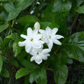 Arabian Jasmine Plant – Jasminum sambac | Live Starter Plant 4" Pot | Extremely Fragrant White Flowers | Indoor Outdoor Plant