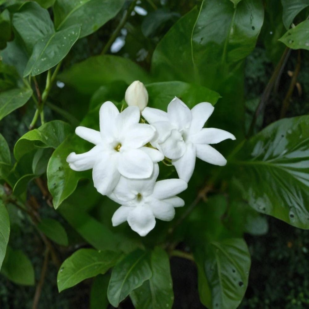 Arabian Jasmine Plant – Jasminum sambac | Live Starter Plant 4" Pot | Extremely Fragrant White Flowers | Indoor Outdoor Plant