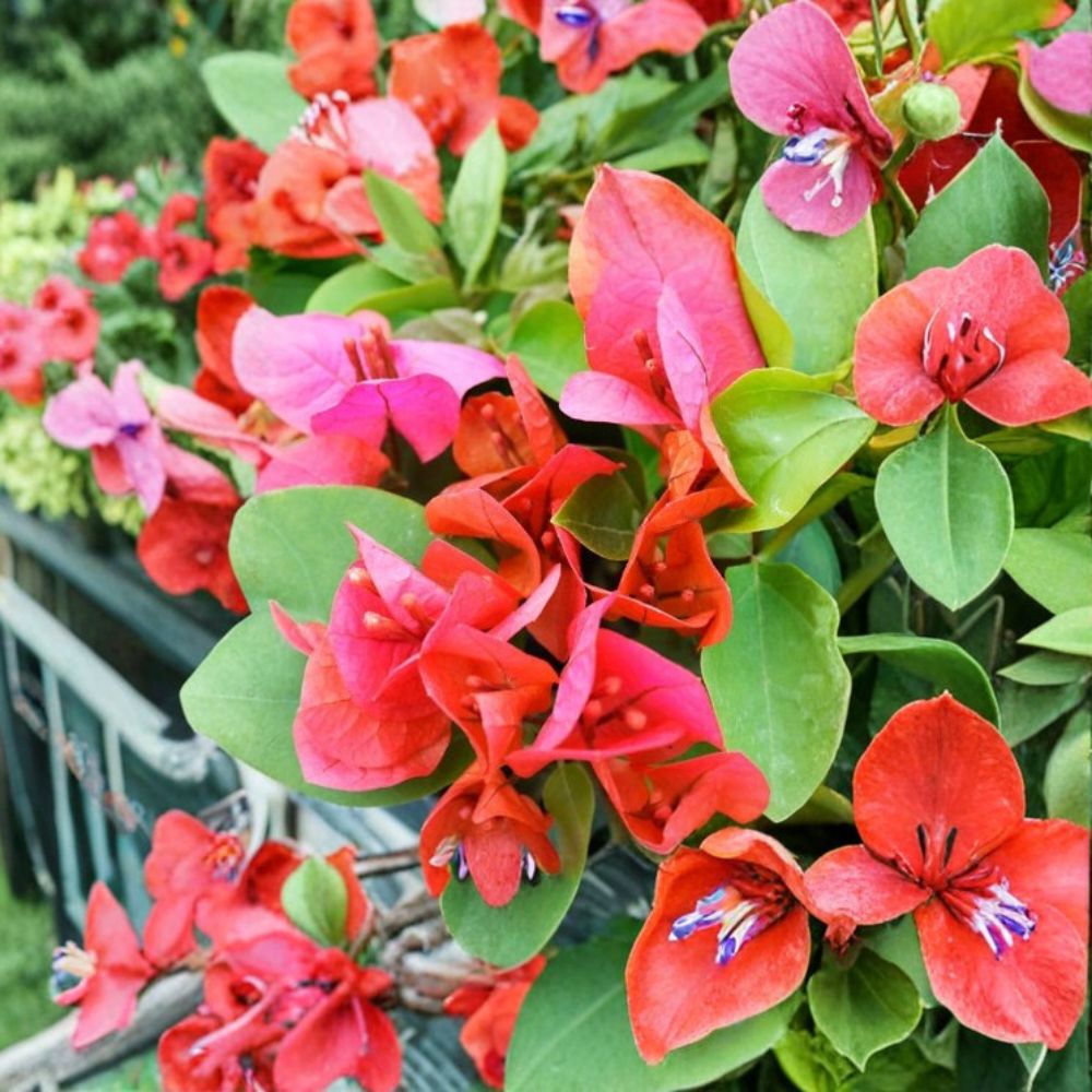James Walker Bougainvillea – Bougainvillea Live Rooted Starter Plant | 3 Inch Pot | Orange-Red Tropical Blooms | Easy to Grow