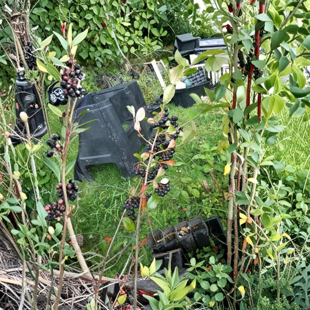 Viking Aronia Berry Plant – Aronia melanocarpa Live Rooted Starter | USDA Zones 3–8 | Edible Chokeberry Shrub | Self-Pollinating | Easy to Grow