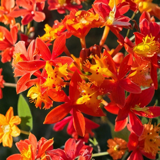 Fire Orchid – Epidendrum radicans Live Orchid Plant | Large Established Plant | 4 Inch Pot | Crucifix Orchid | Vibrant Flowers | Hardy Easy-Growing Orchid