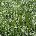 Lily of the Valley – 20 Live Bare Root Plants | Fragrant White Spring Flowers | Convallaria majalis Groundcover | Shade Garden Perennial