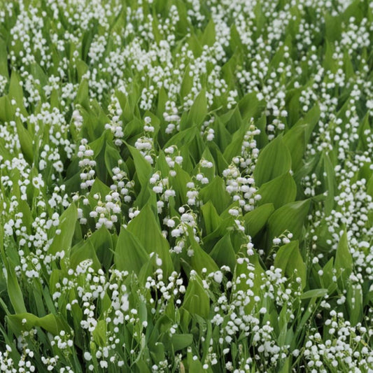Lily of the Valley – 20 Live Bare Root Plants | Fragrant White Spring Flowers | Convallaria majalis Groundcover | Shade Garden Perennial