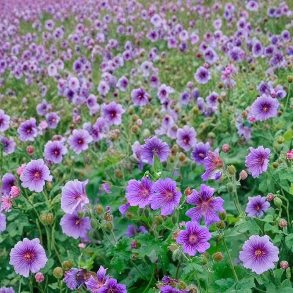 Himalayan Cranesbill Geranium Seeds – 25+ Hardy Perennial Flower Seeds | Blue Purple Garden Blooms | Cottage Garden Plant | Easy to Grow
