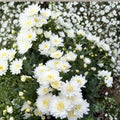 2-Pack White Mum Plants – Chrysanthemum Live Perennial Flowers | Includes Nursery Pots Classic White Blooms | Hardy Garden Mums | Patio & Landscape Friendly