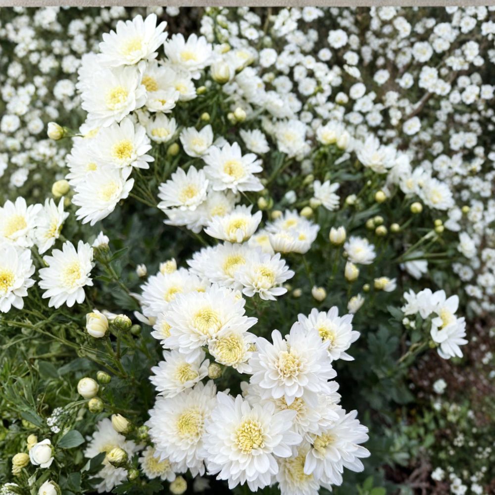 2-Pack White Mum Plants – Chrysanthemum Live Perennial Flowers | Includes Nursery Pots Classic White Blooms | Hardy Garden Mums | Patio & Landscape Friendly