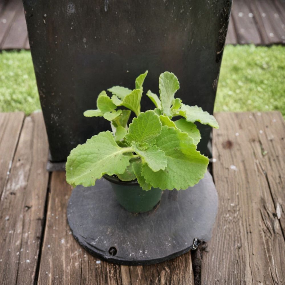Mexican Mint – Coleus amboinicus Live Bare Root Plants | Set of 2 | Cuban Oregano | Aromatic Culinary Herb
