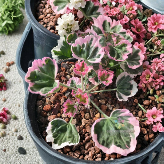 Ice Queen Geranium Seeds – Pelargonium Zonal | 25+ Seeds Included | White & Pink Blooms | Container & Garden Flowers | Easy to Grow
