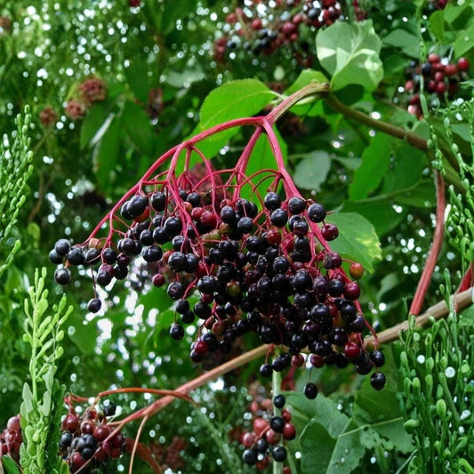 Johns Elderberry Rhizome Root Cutting Live Plant | Sambucus nigra | Budded Root Cutting | Organic Elderberry Plant | Edible Garden Starter